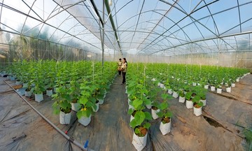 Động lực giảm nghèo từ nông nghiệp công nghệ cao