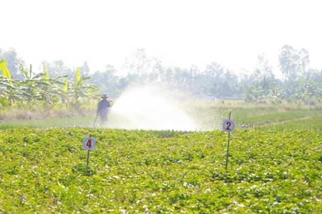Cánh đồng chuyên canh rau an toàn, mô hình giảm nghèo hay ở Vĩnh Long