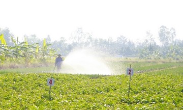 Cánh đồng chuyên canh rau an toàn, mô hình giảm nghèo hay ở Vĩnh Long