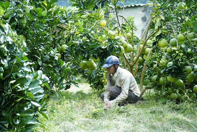 Khơi dậy khát vọng thoát nghèo, vươn lên làm giàu của đồng bào vùng cao Mường Ảng