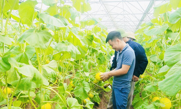 Ứng dụng công nghệ cao, nông dân xứ Nghệ gặt thành công với những trang trại tiền tỷ