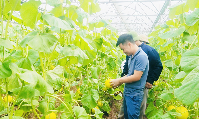 Ứng dụng công nghệ cao, nông dân xứ Nghệ gặt thành công với những trnhà cái 789betg trại tiền tỷ