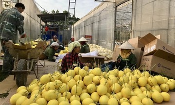 Nâng tầm chất lượng nông sản từ những mô hình nông nghiệp xanh ở Thanh Hóa
