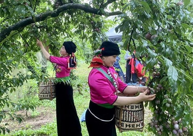 Mận hậu Sơn La: Trái ngọt xóa nghèo trên vùng cao Tây Bắc