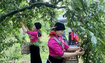 Mận hậu Sơn La: Trái ngọt xóa nghèo trên vùng cao Tây Bắc