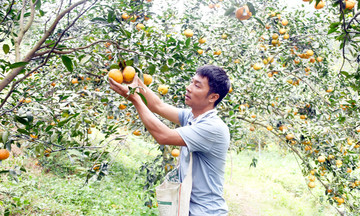 Những cây trồng chủ lực, tạo bệ phóng thoát nghèo ở Yên Sơn