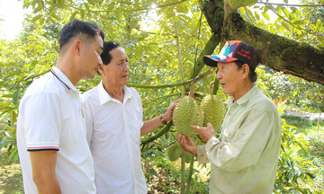 Nông dân Hậu Giang nâng cao đời sống nhờ trồng &#039;vua của các loại quả&#039;