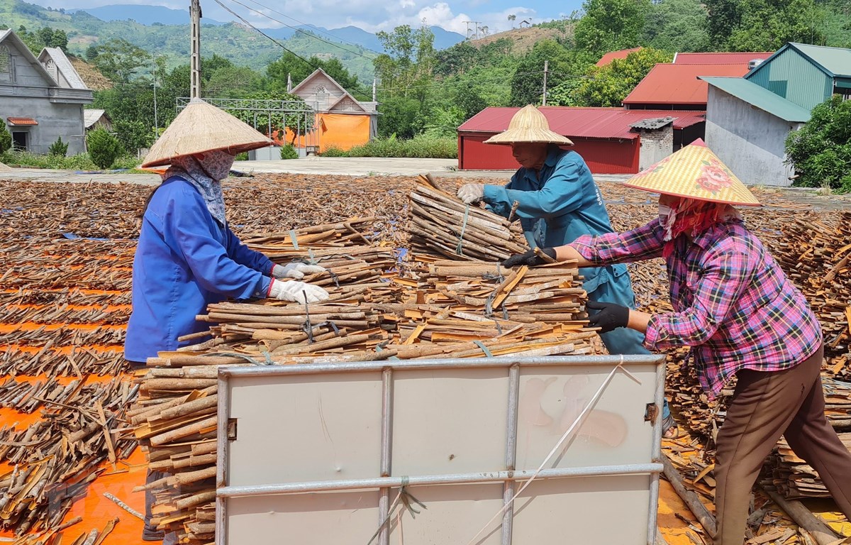 Nông dân Bảo Thắng giàu lên nhờ trồng cây ‘thơm lừng’
