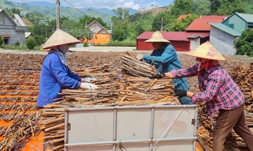 Nông dân Bảo Thắng giàu lên nhờ 789bet uy tín cây ‘thơm lừng’