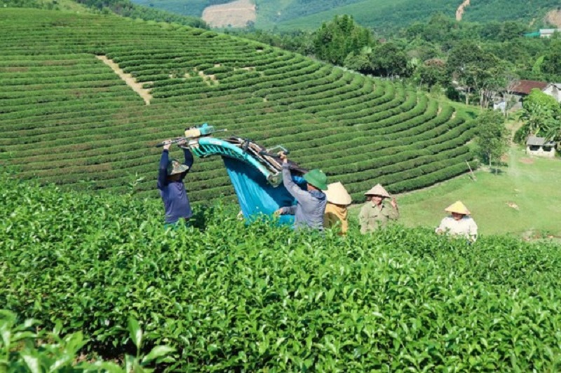 Làm nông nghiệp kiểu mới, nông dân Nghệ An bắt đất 'đẻ' ra tiền, bỏ túi hàng trăm triệu mỗi năm