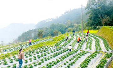 Cây trồng bám đất, hiện thực hóa giấc mơ thoát nghèo trên rẻo cao Hoàng Su Phì