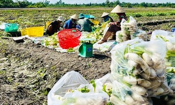 Liên kết sản xuất, HTX ở Vĩnh Long giúp nâng cao đời sống cho thành viên