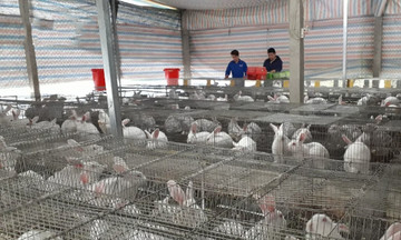 Chuyện về những người trẻ khởi nghiệp từ mô hình HTX ở miền núi xứ Thanh