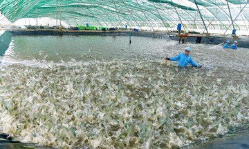 Nông dân Sóc Trăng làm giàu bền vững từ liên kết nuôi trồng thủy sản