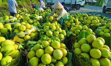 Chuyển đổi lên doanh nghiệp: Đòn bẩy cho hộ kinh doanh nông sản, thực phẩm phát triển bền vững