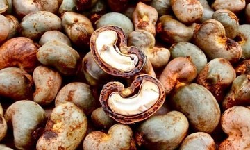 Việt Nam nhập khẩu hạt điều từ nước láng giềng tăng đột biến