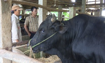 Có HTX phát triển chuỗi liên kết sản xuất tạo đòn bẩy xóa nghèo cho người dân Phước Năng
