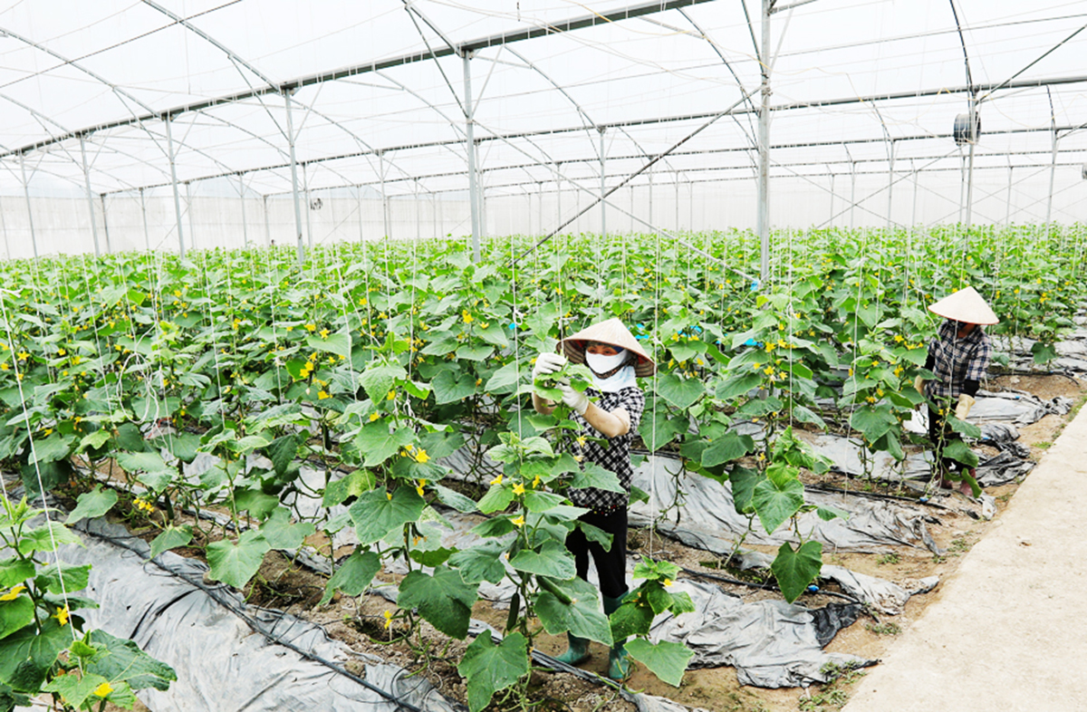 Người trẻ về quê khởi nghiệp, biến những cánh đồng hoang thành vùng sản xuất bạc tỷ ở Bắc Giang