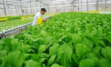 Từ 1/7, nâng hạn tín dụng khuyến khích với người làm nông nghiệp hữu cơ, HTX và liên hiệp HTX