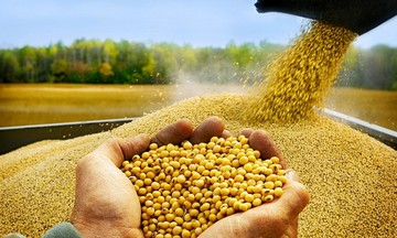 Việt Nam nhập hơn 8 triệu tấn đậu nành từ Hoa Kỳ mỗi năm