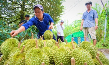 Tổ hợp tác, HTX sầu riêng giúp nhiều nông dân làm giàu