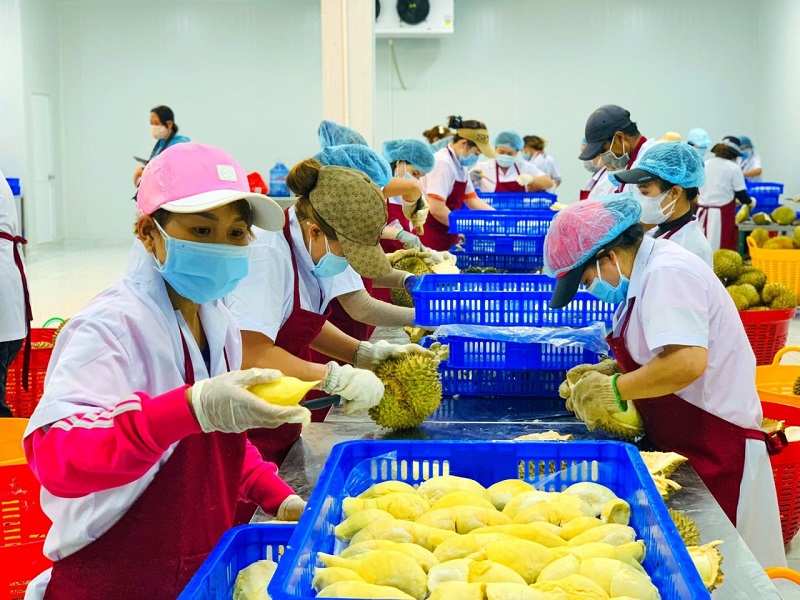 Thêm 'cánh cửa' mới cho sầu riêng Việt Nam tại thị trường Trung Quốc