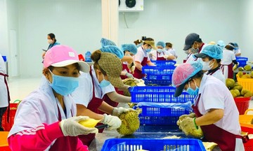 Thêm &#039;cánh cửa&#039; mới cho sầu riêng Việt Nam tại thị trường Trung Quốc
