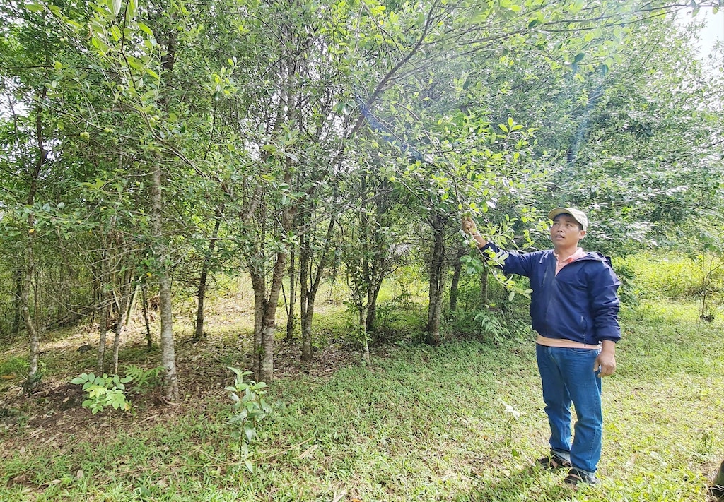 ‘Đánh thức’ sản vật bản địa đưa người dân Tây Giang thoát đói nghèo