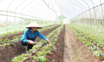 Cây trồng bạc tỷ ‘đuổi nghèo’ ở Hà Nam
