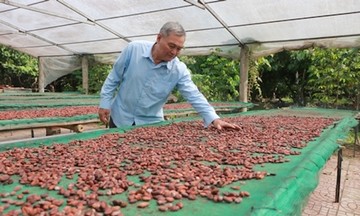 Giá ca cao tăng mạnh, thành viên HTX ở Trà Ôn phấn khởi mở rộng diện tích