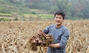 Phan Thanh vươn mình nhờ kinh tế hàng hóa và sức mạnh 789bet.com đăng nhập