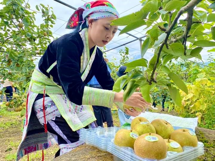 Cây lê Tai Nung góp phần giảm nghèo cho các xã vùng cao Bát Xát