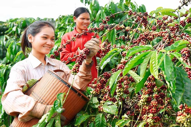Gia Lai giảm nghèo từ những mô hình liên kết