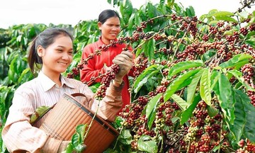 Gia Lai giảm nghèo từ những mô hình liên kết