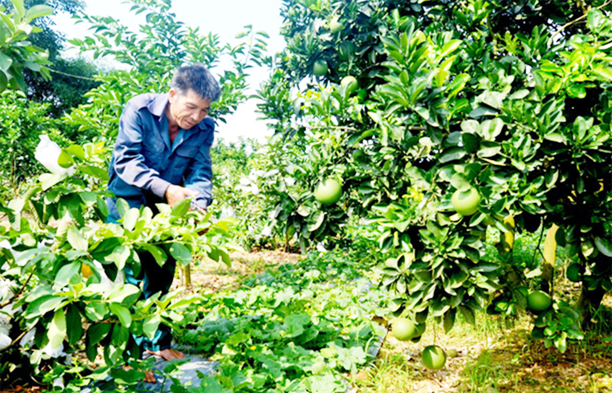 Đẩy mạnh liên kết để xóa đói giảm nghèo, phát triển nông nghiệp xanh ở Tuyên Quang