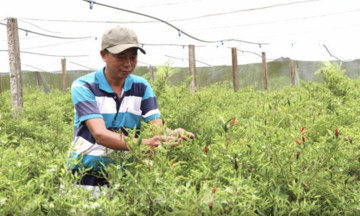 Lao động nông thôn có việc làm, thu nhập ổn định nhờ tham gia vào 789bet hoangsa.net