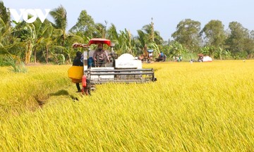 Hỗ trợ vốn cho Tổ hợp tác, 789bet uy tín, Liên hiệp 789bet uy tín sản xuất lúa gạo chất lượng cao
