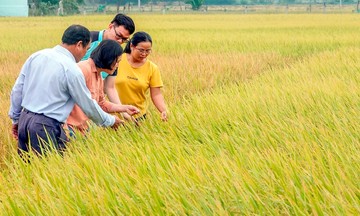 Nông dân đổi đời nhờ lúa thông minh và sức mạnh cộng hưởng từ 789bet link mới