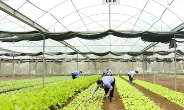 Chuyển đổi sản xuất nông nghiệp giúp nâng cao thu nhập cho người dân nông thôn xứ Thanh