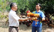 Từ gà đồi đến cây có múi, nông dân Yên Thế đổi đời nhờ bắt tay 789bet lừa đảo xuất