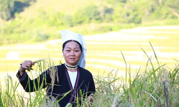 Sức mạnh kinh tế tập thể giúp nhà cái 789bet Bằng vươn mình