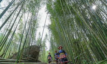 Đồng bào Dao ở Phiêng Phàng làm giàu từ thế mạnh địa phương