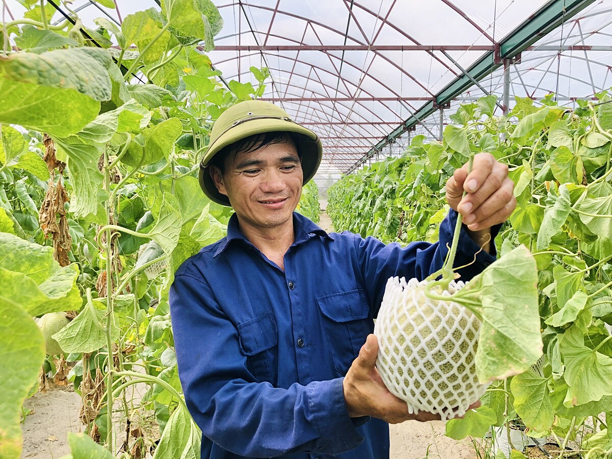 Dưa lưới công nghệ cao làm giàu cho người dân Hà Tĩnh