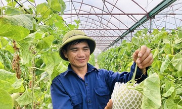 Dưa lưới công nghệ nhà cái 789bet làm giàu cho người dân Hà Tĩnh