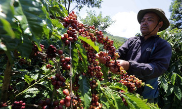 Giá cà phê giữ mức 91.000 đồng/kg, dự báo có thể chậm hồi phục
