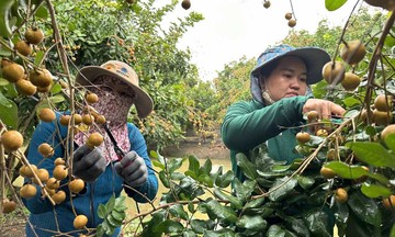 789bet lừa đảo, nông dân Cần Thơ &#039;phất lên&#039; nhờ trồng cây ăn quả chuẩn VietGAP