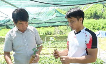 Kinh tế hợp tác giúp đồng bào Giẻ Triêng ở Phước Sơn thay đổi nếp nghĩ, cách làm