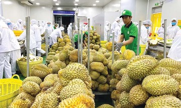 Tăng tốc xuất khẩu nông thủy sản 6 tháng cuối năm để cán đích 65 tỷ USD