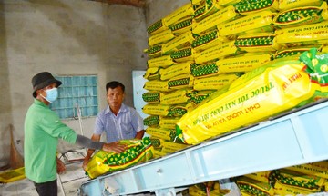 Lao động thời vụ có việc làm ổn định nhờ tham gia HTX