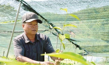 Trao sinh kế gắn với liên kết chuỗi giúp người dân vùng cao Trà Giáp thoát nghèo